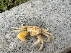 -太琼糟粕醋火锅·海南老爸茶(海棠湾臻选店)