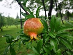 -洨河生态公园