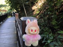 -西双版纳原始森林公园