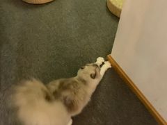 -松果猫咖(桐乡吾悦金街店)