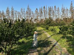 -上海长兴岛郊野公园