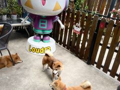 -柴犬高等学院·狗咖·柴犬售卖·宠物训练