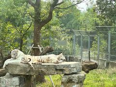 -上海野生动物园
