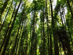 -武陵山森林公园