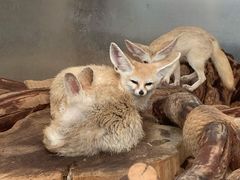 -大连森林动物园