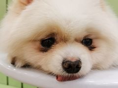 -怪兽屋·羊驼·猫咖·狗咖(俊华广场店)