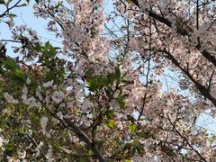 景点-高东镇樱花园