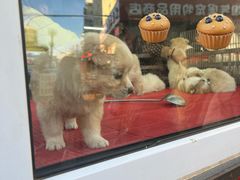 -哈尔滨道外花鸟鱼市场