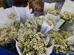 -循礼门鲜花花市(武汉循礼门店)