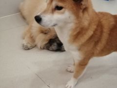 -共舞时光猫咖·狗咖(新街口店)