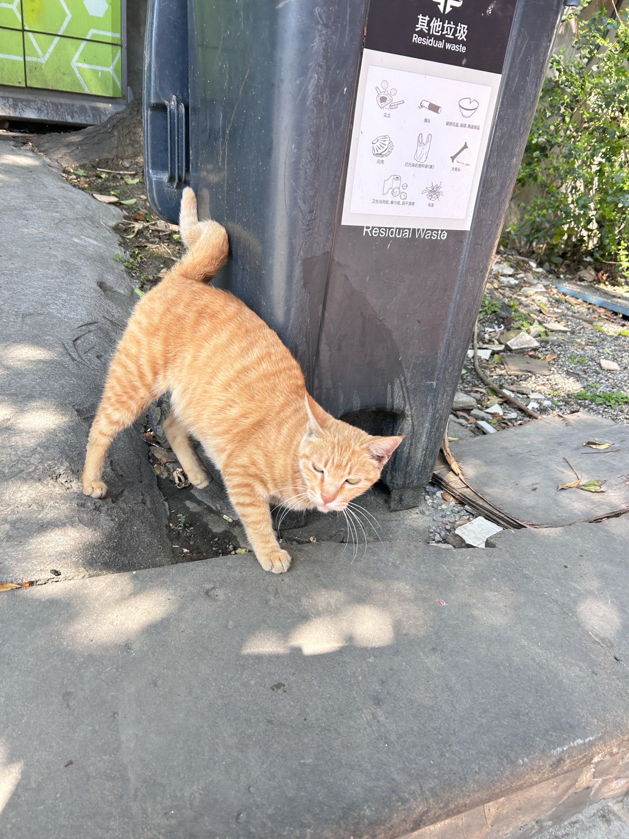小区流浪猫小橘,战斗力爆表