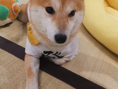 -逗柴咖啡屋·狗咖猫咖宠物桌游