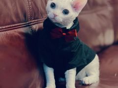 -FAELING PETS美天灵宠物(富力广场店)