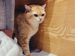 -Heymao猫咖.咖啡厅(东门店)