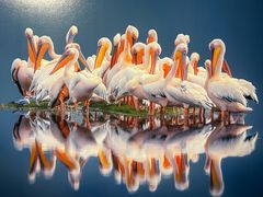 -罗红摄影艺术馆