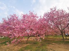 -天适樱花悠乐园