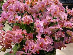 -双季花艺园艺市场(浦东店)