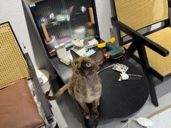-琪喵猫屋·撸猫猫咖·猫舍