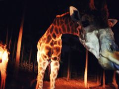 -清迈夜间动物园