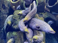 -珠海长隆海洋王国
