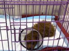 -喜多萌中农锦绣动物医院24H·猫科·牙科MRI·CT