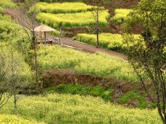 -桑洲油菜花景区