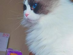 -喵zoo家庭繁育猫舍(尖东智能花园店)
