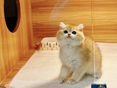 -猫十亿·布偶金渐层·曼基康矮脚猫舍(青年路店)