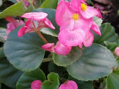 -上海不夜城广场(上海不夜城金融大厦店)