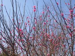 -柳鹭田园区
