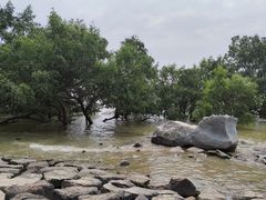 -宝安西湾红树林湿地公园