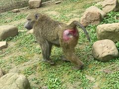 -黔灵山公园