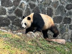-都江堰中华大熊猫苑
