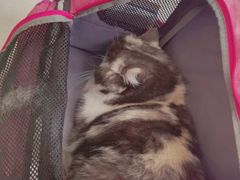 -瑞鹏宠物医院·骨科·猫科·内科(第一中心)