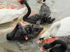 -艾溪湖湿地公园