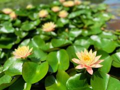-上海辰山植物园