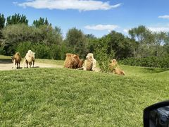 -北京野生动物园