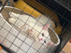 -欣宠猫屋·矮脚拿破仑·蓝金金渐层