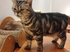 -有猫主题·治愈系猫咖(曾厝垵店)