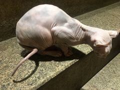 -more than meow吴止猫主题餐厅(承德 中船汇店)