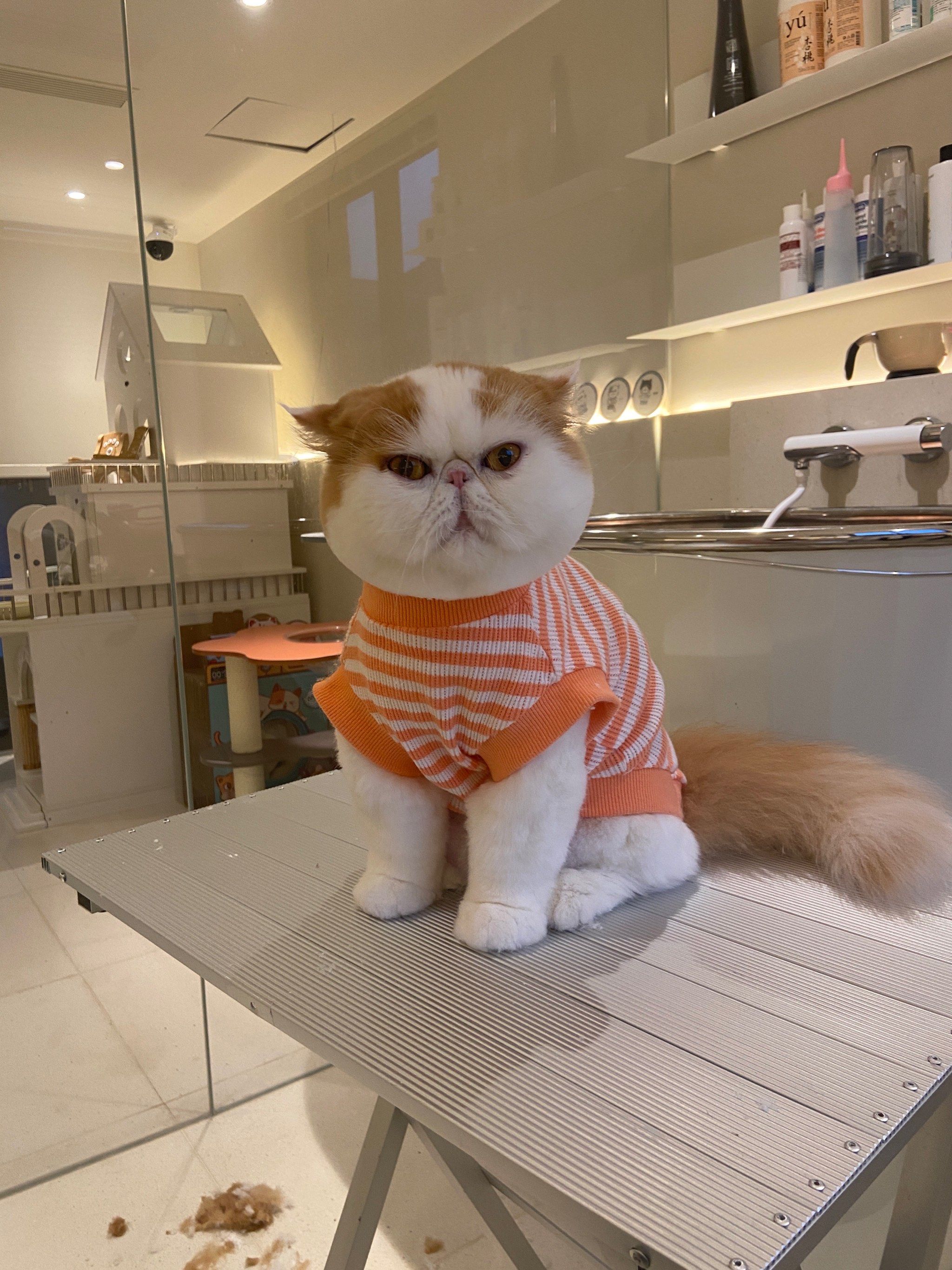 加菲猫美容
