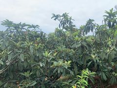 -桃源山庄·烤全羊·柴火鸡·烧烤团建(龙泉山店)