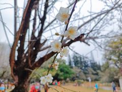 -荔枝公园(福田区)