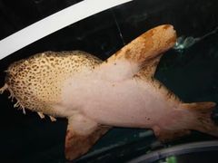 -悉尼海洋生物水族馆