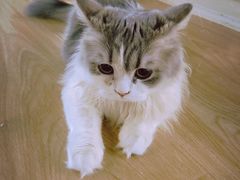 -猫和宫(六道口店)
