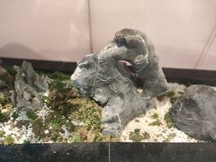 -马家斑.鲜鱼火锅(松湖万科店)