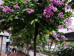 -星海音乐学院(沙河校区)