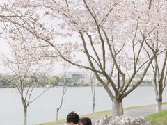 -羊山湖公园