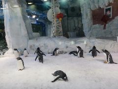 -芜湖新华联大白鲸海洋公园