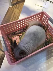 -Moni星球萌宠·小马宝莉·灵蛇·高端高阶全萌宠互动体验俱乐部(红豆国际广场店)